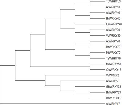 WRKY transcription factors (TFs): Molecular switches to regulate drought, temperature, and salinity stresses in plants